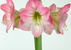 hippeastrum Caprice (1)